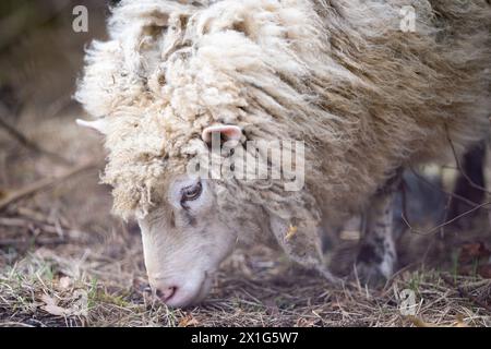 Schaf in einem Frühlingsfeld enthornen. Eine Nahaufnahme eines weißen Hausschafes (Ovis aries), das auf einem Feld weidet. Horizontal. Stockfoto