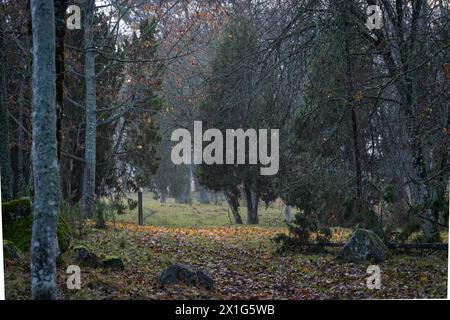 Ein abendlicher Spaziergang auf dem Lehrpfad Orjaku im Herbst nach Regen. Nach dem Regen spazieren Sie in der Natur. Die Regentropfen scheinen. Herbstlaub. Herbst Hintergrund. Stockfoto