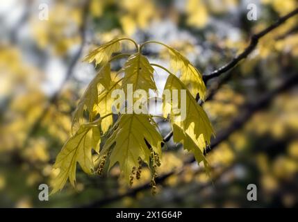 Nahaufnahme neuer Blätter von Quercus rubra 'Aurea' in einem Garten im Frühjahr Stockfoto