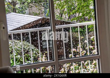 Schneefall am Mittwochmorgen, Blick in den verschneiten Garten, Symbolbild Aprilwetter, München, April 2024 Deutschland, München, 17. April 2024, Schneefall im April, Blick am Mittwochmorgen aus dem Fenster in den verschneiten Garten, um acht Uhr, alles weiß, Schneefall, Apfelblüte, Temperaturen bei 3 Grad, gefühlt wie 0 Grad, Symbolfoto Aprilwetter, schlechtes Wetter, Frühling, Bayern *** Schneefall am Mittwochmorgen, Blick in den verschneiten Garten, Symbolbild April Wetter, München, April 2024 Deutschland, München, 17. April, 2024, Schneefall im April, Blick aus dem Fenster in den verschneiten Garten Stockfoto