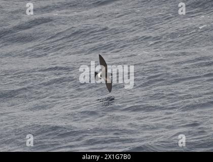 Sturmsturm Wilson's (Oceanites aceanicus), im Flug im südlichen Ozean, Antarktis, Januar 2024 Stockfoto