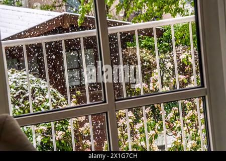 Schneefall am Mittwochmorgen, Blick in den verschneiten Garten, Symbolbild Aprilwetter, München, April 2024 Deutschland, München, 17. April 2024, Schneefall im April, Blick am Mittwochmorgen aus dem Fenster in den verschneiten Garten, um acht Uhr, alles weiß, Schneefall, Apfelblüte, Temperaturen bei 3 Grad, gefühlt wie 0 Grad, Symbolfoto Aprilwetter, schlechtes Wetter, Frühling, Bayern *** Schneefall am Mittwochmorgen, Blick in den verschneiten Garten, Symbolbild April Wetter, München, April 2024 Deutschland, München, 17. April, 2024, Schneefall im April, Blick aus dem Fenster in den verschneiten Garten Stockfoto