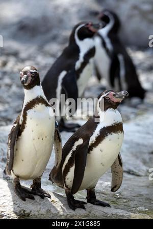 Humboldt-Pinguine im Zoo Schönbrunn, Wien am 16. April 2009. - 20090416 PD2831 - Rechteinfo: Rechte verwaltet (RM) Stockfoto