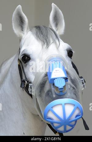 APA2108238-2 - 30032010 - Wien - Österreich: Ein Lipizzanerpferd mit Ultraschall-Atemgerät 20. März 2010 im Stall der Wiener Hofburg. Durch die Verwendung des Inhalators erreicht eine fein proportionierte Salzlösung die entlegensten Teile der Pferdelunge, was die Therapie unterstützt. Das Pferd leidet derzeit an einem Husten und hat den Höhepunkt der Krankheit bereits dahinter. APA-FOTO: HANS KLAUS TECHT - BS004054 - 20100330 PD0821 - Rechteinfo: Rights Managed (RM) Stockfoto