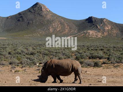 Tiere im „Aquila Private Game Reserve“ im Touws River, etwa 200 km östlich von Kapstadt, Südafrika, gefangen am 1. Juli 2010. Im Bild: Ein Nashorn. - 20100701 PD4388 - Rechteinfo: Rechte verwaltet (RM) Stockfoto