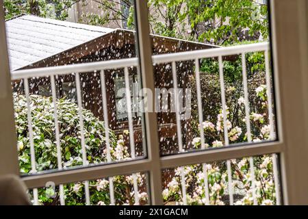 Schneefall am Mittwochmorgen, Blick in den verschneiten Garten, Symbolbild Aprilwetter, München, April 2024 Deutschland, München, 17. April 2024, Schneefall im April, Blick am Mittwochmorgen aus dem Fenster in den verschneiten Garten, dicke Schneeflocken um acht Uhr früh, alles weiß, Schneefall, Apfelblüte, Temperaturen bei 3 Grad, gefühlt wie 0 Grad, Symbolfoto Aprilwetter, schlechtes Wetter, Frühling, Bayern *** Schneefall am Mittwochmorgen, Blick in den schneebedeckten Garten, symbolisches Bild April Wetter, München, April 2024 Deutschland, München, 17. April, 2024, Schneefall im April, Blick aus dem Meer Stockfoto