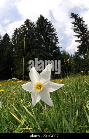 Ab dem 3-5. Juni 2011 findet in Bad Aussee und Grundlsee das traditionelle Narzissenfest statt. Im Bild: Narzissen. - 20110604 PD0521 - Rechteinfo: Rechte verwaltet (RM) Stockfoto