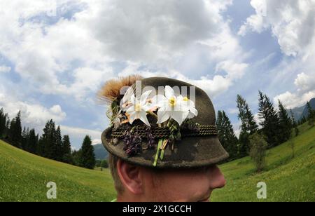 Ab dem 3-5. Juni 2011 findet in Bad Aussee und Grundlsee das traditionelle Narzissenfest statt. Im Bild: Narzissen. - 20110604 PD0523 - Rechteinfo: Rechte verwaltet (RM) Stockfoto