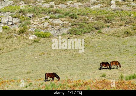 Wilde Pferde (Garrano-Pferde), die im Nationalpark Peneda Geres im Norden Portugals weiden. Stockfoto