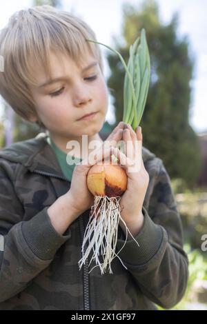 Boy hält sich in den Händen und untersucht gekeimte grüne Zwiebeln mit Grünpflanzen und großen weißen Wurzeln. Ich helfe Mama, im Frühjahr Setzlinge zu Pflanzen. Tag Der Erde. Umgebung Stockfoto