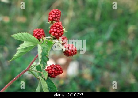 Unreife rote Beeren in der Wildnis. Stockfoto