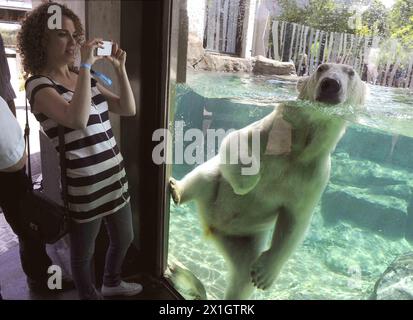 Ein Eisbär schwimmt während der Eröffnungszeremonie der neuen „Eisbärenwelt“ namens Franz Josef Land im Wiener Zoo in Schönbrunn am 22. Mai 2014 in Wien. - 20140522 PD1449 - Rechteinfo: Rechte verwaltet (RM) Stockfoto