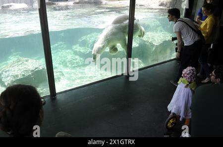 Ein Eisbär schwimmt während der Eröffnungszeremonie der neuen „Eisbärenwelt“ namens Franz Josef Land im Wiener Zoo in Schönbrunn am 22. Mai 2014 in Wien. - 20140522 PD1606 - Rechteinfo: Rechte verwaltet (RM) Stockfoto