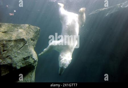 Ein Eisbär schwimmt während der Eröffnungszeremonie der neuen „Eisbärenwelt“ namens Franz Josef Land im Wiener Zoo in Schönbrunn am 22. Mai 2014 in Wien. - 20140522 PD1446 - Rechteinfo: Rechte verwaltet (RM) Stockfoto