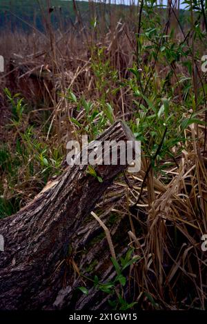 Ein umgestürzter Baum am Flussufer Stockfoto