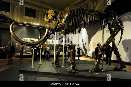 Das „Lensky Mammut“ fotografiert in der Sonderausstellung „Special Mammuts: Ice Mumies from Sibirien“ im Naturhistorischen Museum in Wien, Österreich, 18. November 2014. - 20141118 PD1427 - Rechteinfo: Rechte verwaltet (RM) Stockfoto