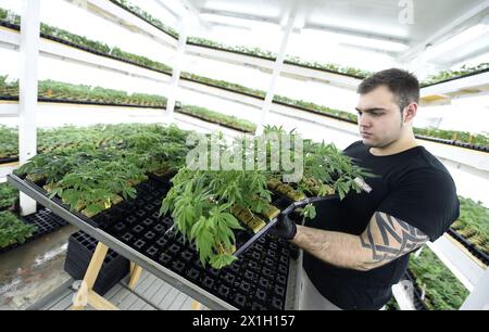 Brunn am Gebirge – legaler Cannabisanbau „Blumenfeld“ am 2. April 2015.am 9. Juli 2008 genehmigte der österreichische Landtag den Cannabisanbau für wissenschaftliche und medizinische Zwecke. Der Cannabisanbau wird von der Österreichischen Agentur für Gesundheit und Ernährungssicherheit (AGES) kontrolliert. ABBILDUNG: Arbeiter im Blumenfeld - 20150402 PD7643 - Rechteinfo: Rights Managed (RM) Stockfoto