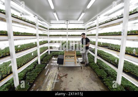 Brunn am Gebirge – legaler Cannabisanbau „Blumenfeld“ am 2. April 2015.am 9. Juli 2008 genehmigte der österreichische Landtag den Cannabisanbau für wissenschaftliche und medizinische Zwecke. Der Cannabisanbau wird von der Österreichischen Agentur für Gesundheit und Ernährungssicherheit (AGES) kontrolliert. ABBILDUNG: - 20150402 PD7651 - Rechteinfo: Rights Managed (RM) Stockfoto