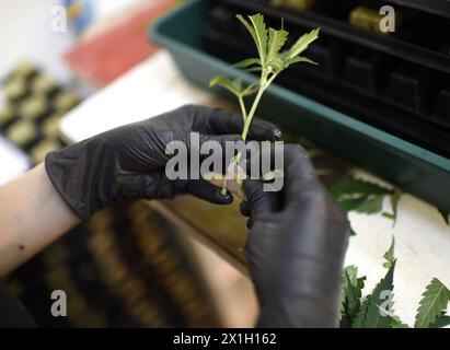 Brunn am Gebirge – legaler Cannabisanbau „Blumenfeld“ am 2. April 2015.am 9. Juli 2008 genehmigte der österreichische Landtag den Cannabisanbau für wissenschaftliche und medizinische Zwecke. Der Cannabisanbau wird von der Österreichischen Agentur für Gesundheit und Ernährungssicherheit (AGES) kontrolliert. ABBILDUNG: Arbeiter im Blumenfeld - 20150402 PD7652 - Rechteinfo: Rights Managed (RM) Stockfoto