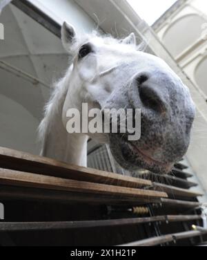 Wien - Spielfilm - Spanische Hofreitschule in Wien aufgenommen am 27. Mai 2015. Die Spanische Hofreitschule in Wien ist eine traditionelle Reitschule für Lipizzaner, die in der Winterreitschule in der Hofburg auftritt. Das Hauptquartier ist nicht nur ein Zentrum der klassischen Dressur, sondern auch eine Touristenattraktion in Wien, die öffentliche Auftritte anbietet und einige Schulungen der Öffentlichkeit zugänglich macht. ABBILDUNG: Pferdeschäste - 20150527 PD10295 - Rechteinfo: Rights Managed (RM) Stockfoto