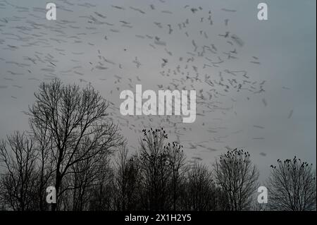 Eine Vogelschar fliegt über die Tür, Krähen hinterlassen bewegliche Konturen am Himmel und Vögel, die auf Ästen sitzen, sind deutlich sichtbar Stockfoto