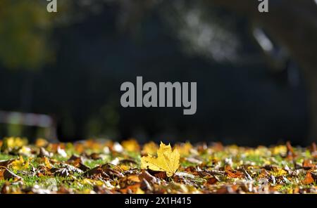 Feature - mildes Wetter/Herbst in Wien - Foto im Burggarten am 8. November 2015. ABBILDUNG: Herbstlaub, - 20151108 PD2754 - Rechteinfo: Rights Managed (RM) Stockfoto