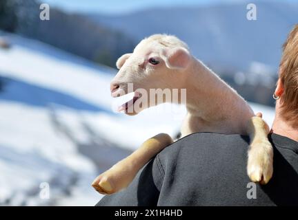 Feature - Ostern - Osterlamm - Lämmer auf einem österreichischen Bauernhof in Hof bei Salzburg, Österreich, am 9. März 2016. BILD: Lamm draußen gehalten von man - 20160309 PD16131 - Rechteinfo: Rights Managed (RM) Stockfoto