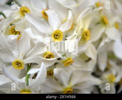 Ab dem 26-29. Mai 2016 findet in Bad Aussee und Grundlsee das traditionelle Narzissenfest statt. BILD: Narcissi - 20160528 PD4434 - Rechteinfo: Rights Managed (RM) Stockfoto