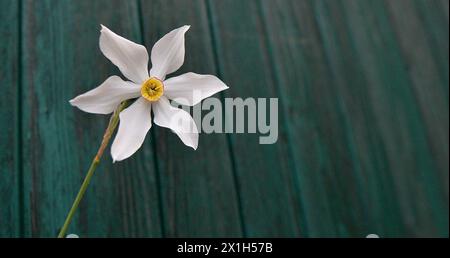 Ab dem 26-29. Mai 2016 findet in Bad Aussee und Grundlsee das traditionelle Narzissenfest statt. BILD: narcissus - 20160528 PD7375 - Rechteinfo: Rights Managed (RM) Stockfoto