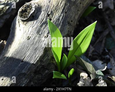 Ramsons (Allium ursinum) wachsen am 8. März 2017 in feuchten Wäldern bei Purbach, Österreich. - 20170309 PD0741 - Rechteinfo: Rechte verwaltet (RM) Stockfoto