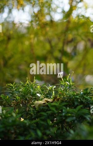 Laub mit kleinen weißen Blüten, die Sonnenlicht ausgesetzt sind, auf einem unscharfen Hintergrund Stockfoto