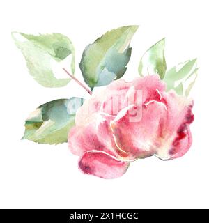 Rosa Rosen Aquarell Handmalerei Blumenillustration der Sammlung Gartenblumen. Isoliert auf weißem Hintergrund. Blumendesign für Blumensträuße Stockfoto