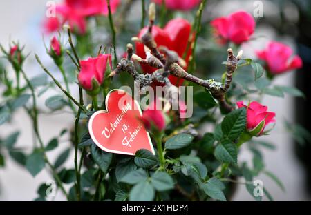 Illustration zum „Valentinstag“: Blumen mit Herz bei einem Blumenhändler in Salzburg, Österreich, aufgenommen am 9. Februar 2019 anlässlich des bevorstehenden „Valentinstag“. - 20190209 PD1806 - Rechteinfo: Rechte verwaltet (RM) Stockfoto