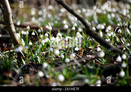 Leucojum vernum, genannt Frühlingsschneeflocke, in Salzburg, Österreich, am 6. März 2019. - 20190306 PD1456 - Rechteinfo: Rechte verwaltet (RM) Stockfoto