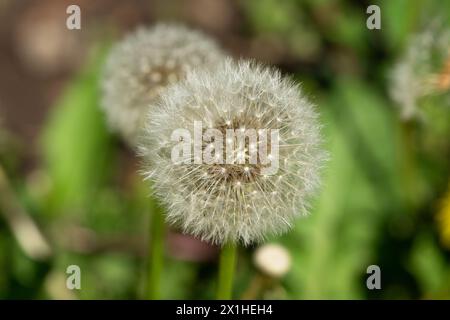 Nahaufnahme von Löwenzahn-Samenkopf (taraxacum) Stockfoto