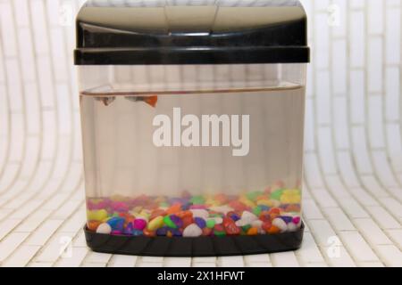 Ein Blick aus der Nähe auf ein wunderschönes Süßwasser-Fischbecken mit einer Vielzahl von bunten Fischen, die inmitten einer dekorativen Anordnung von bunten Steinen schwimmen. Stockfoto