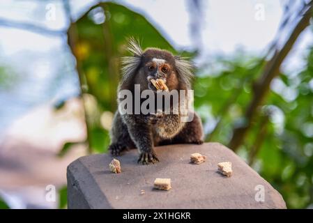 Ein weiß getuftetes Marmoset (Callithrix jacchus), das Cookies in Rio de Janeiro, Brasilien isst Stockfoto