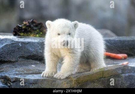 Ein Eisbärenjunges erkundet sein Freigehege bei seinem ersten öffentlichen Auftritt im Zoo Schönbrunn in Wien, Österreich, am 13. Februar 2020. Das noch unbenannte Bärenjunge wurde am 9. November 2019 geboren. - 20200213 PD1714 - Rechteinfo: Rechte verwaltet (RM) Stockfoto
