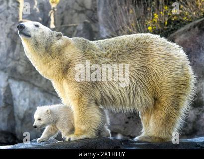 Die Eisbärin Nora und ihr Eisbärenjunges sind bei ihrem ersten öffentlichen Auftritt im Zoo Schönbrunn am 13. Februar 2020 in Wien zu sehen. Das noch unbenannte Bärenjunge wurde am 9. November 2019 geboren. - 20200213 PD1843 - Rechteinfo: Rechte verwaltet (RM) Stockfoto