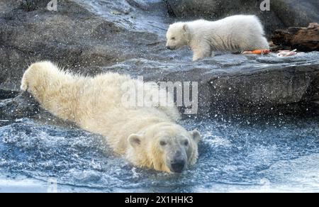 Die Eisbärin Nora und ihr Eisbärenjunges sind bei ihrem ersten öffentlichen Auftritt im Zoo Schönbrunn am 13. Februar 2020 in Wien zu sehen. Das noch unbenannte Bärenjunge wurde am 9. November 2019 geboren. - 20200213 PD1970 - Rechteinfo: Rechte verwaltet (RM) Stockfoto