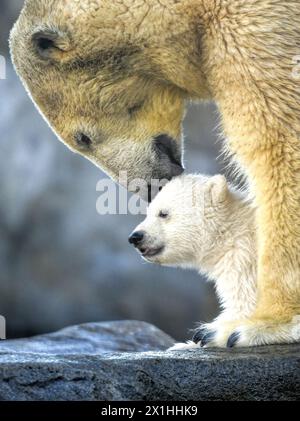Die Eisbärin Nora und ihr Eisbärenjunges sind bei ihrem ersten öffentlichen Auftritt im Zoo Schönbrunn am 13. Februar 2020 in Wien zu sehen. Das noch unbenannte Bärenjunge wurde am 9. November 2019 geboren. - 20200213 PD1871 - Rechteinfo: Rights Managed (RM) Stockfoto