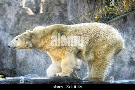 Die Eisbärin Nora und ihr Eisbärenjunges sind bei ihrem ersten öffentlichen Auftritt im Zoo Schönbrunn am 13. Februar 2020 in Wien zu sehen. Das noch unbenannte Bärenjunge wurde am 9. November 2019 geboren. - 20200213 PD1641 - Rechteinfo: Rechte verwaltet (RM) Stockfoto