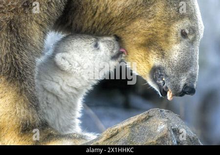 Die Eisbärin Nora und ihr Eisbärenjunges sind bei ihrem ersten öffentlichen Auftritt im Zoo Schönbrunn am 13. Februar 2020 in Wien zu sehen. Das noch unbenannte Bärenjunge wurde am 9. November 2019 geboren. - 20200213 PD1614 - Rechteinfo: Rechte verwaltet (RM) Stockfoto