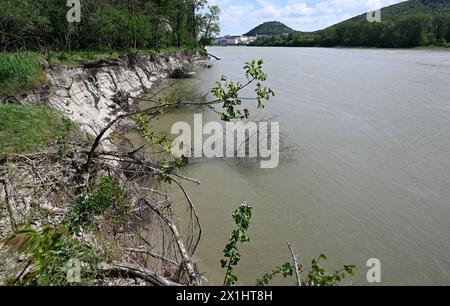 Der Donau-Auen-Nationalpark bewahrt auf einer Fläche von mehr als 9.600 Hektar die letzte große Auenlandschaft Mitteleuropas. Mit seiner Gründung 1996 wurde dieses Juwel unter internationalen Schutz gestellt. Fotografiert in Orth a.d. Donau, Österreich, am 10. Mai 2023. - 20230510 PD20874 - Rechteinfo: Rights Managed (RM) Stockfoto