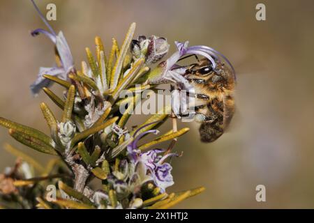 APIs mellifera-Biene auf Rosmarinblume (Salvia rosmarinus), Alcoy, Spanien Stockfoto