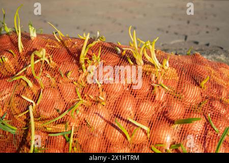 Zwiebeln im Netzbeutel. Lagerungskonzept für Zwiebeln Stockfoto