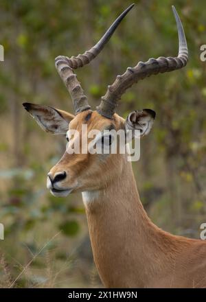 Impala Stockfoto