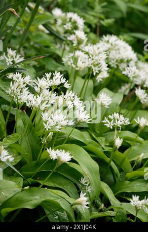 Wilder Knoblauch Allium ursinum, einheimische britische Staude wächst aus Zwiebeln weißen sternförmigen Blüten, sechs langen Blütenblättern, breiten, speerförmigen Blättern Stockfoto