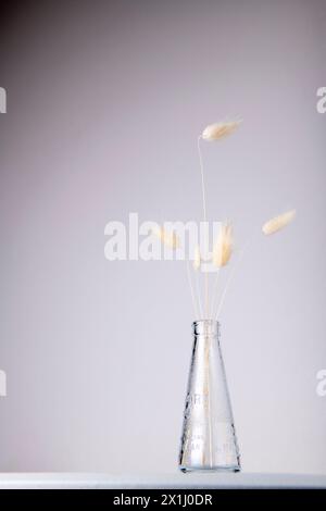Eine einzelne Blüte in einer Glasvase verleiht Ihrer Umgebung einen Hauch natürlicher Schönheit. 🌻 #MinimalistDecor Stockfoto