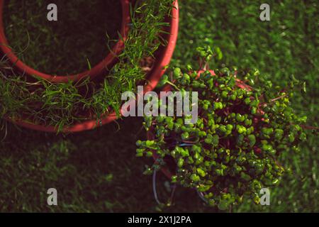 Verschiedene Arten von Microgreens, Nahansicht von oben. Samensprossen sind grün. Vitamine. Superfood. Stockfoto